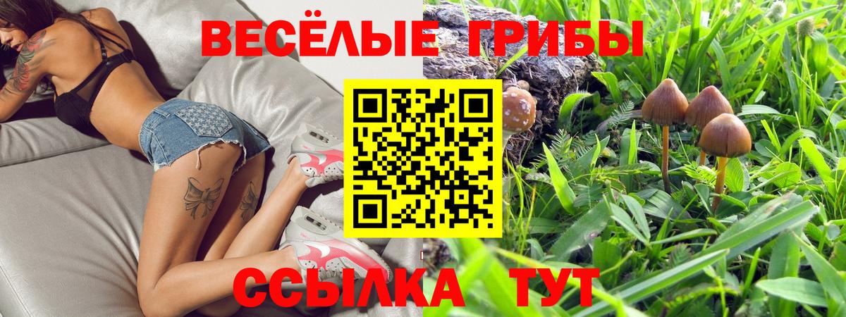 Галлюциногенные грибы GOLDEN TEACHER  Псилоцибиновые грибы Psilocybine cubensis  Белово  Вход с VPN 